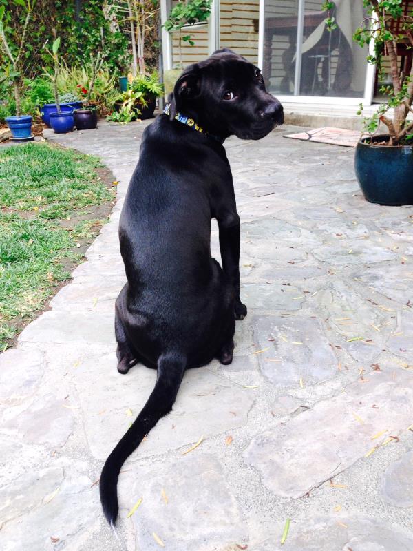 /Images/uploads/Friends of Seal Beach Animal Care Center/2022sbacc/entries/20619thumb.jpg